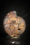 88413 - Superb Pyritized 1.09 Inch Goniatites Devonian Cephalopod