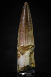 20626 - Well Preserved 2.12 Inch Spinosaurus Dinosaur Tooth Cretaceous