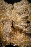 06866 - Top Beautiful 2.46 Inch Enchodus libycus Vertebra Bone Late Cretaceous