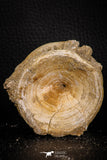 06866 - Top Beautiful 2.46 Inch Enchodus libycus Vertebra Bone Late Cretaceous
