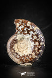 88414 - Superb Pyritized 1.14 Inch Unidentified Ammonite Lower Cretaceous
