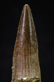 20626 - Well Preserved 2.12 Inch Spinosaurus Dinosaur Tooth Cretaceous