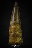 20627 - Well Preserved 2.10 Inch Spinosaurus Dinosaur Tooth Cretaceous