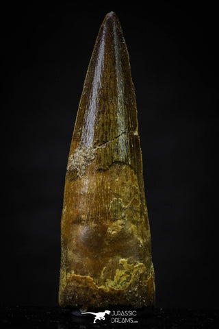 20627 - Well Preserved 2.10 Inch Spinosaurus Dinosaur Tooth Cretaceous