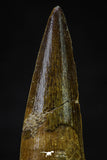 20627 - Well Preserved 2.10 Inch Spinosaurus Dinosaur Tooth Cretaceous