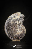 88415 - Superb Pyritized 1.24 Inch Unidentified Ammonite Lower Cretaceous