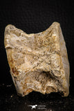 06867 - Top Beautiful 2.62 Inch Enchodus libycus Vertebra Bone Late Cretaceous