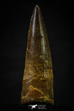 20627 - Well Preserved 2.10 Inch Spinosaurus Dinosaur Tooth Cretaceous