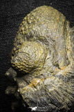22064 - Nice Rolled 2.24 Inch Drotops armatus Middle Devonian Trilobite