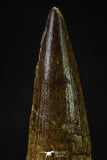 20627 - Well Preserved 2.10 Inch Spinosaurus Dinosaur Tooth Cretaceous