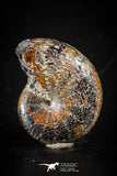 88416 - Superb Pyritized 1.36 Inch Phylloceras Lower Cretaceous Ammonites