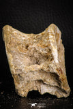06867 - Top Beautiful 2.62 Inch Enchodus libycus Vertebra Bone Late Cretaceous