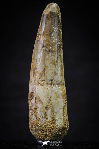 20628 - Well Preserved 2.41 Inch Spinosaurus Dinosaur Tooth Cretaceous