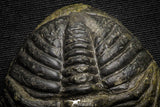22064 - Nice Rolled 2.24 Inch Drotops armatus Middle Devonian Trilobite