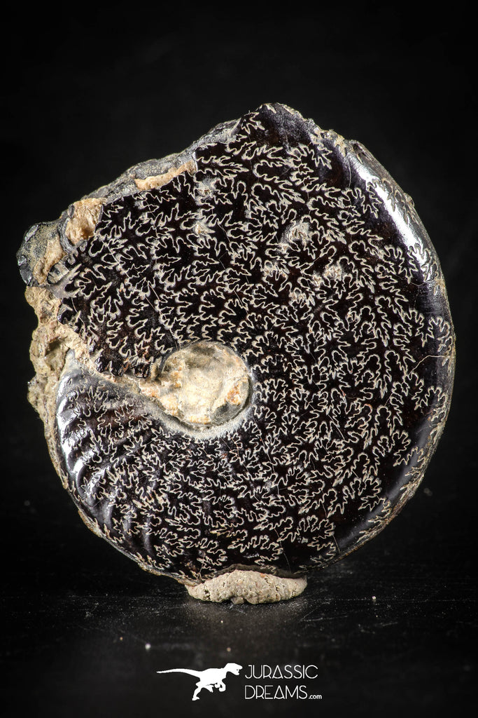 88418 - Superb Pyritized 1.56 Inch Unidentified Ammonite Lower Cretaceous