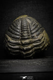 22064 - Nice Rolled 2.24 Inch Drotops armatus Middle Devonian Trilobite