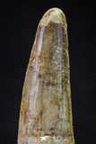 20628 - Well Preserved 2.41 Inch Spinosaurus Dinosaur Tooth Cretaceous