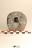 30685 - Well Prepared 1.05 Inch Leonaspis sp Middle Devonian Trilobite