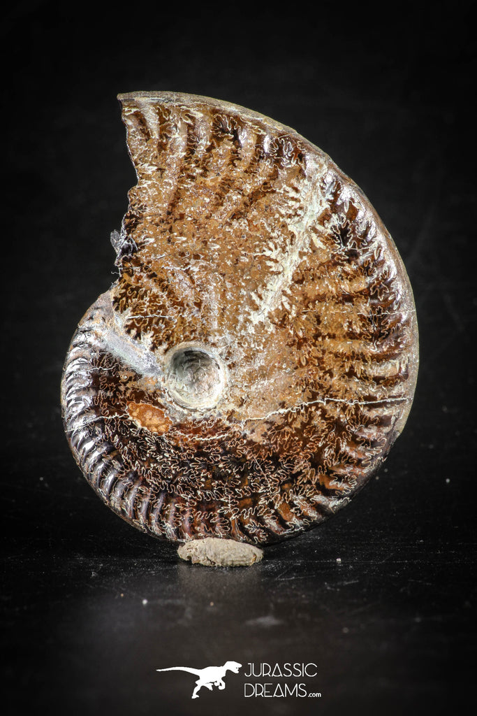88419 - Superb Pyritized 1.76 Inch Unidentified Ammonite Lower Cretaceous