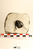 30686 - Top Beautiful 1.14 Inch Cornuproetus sp Middle Devonian Trilobite