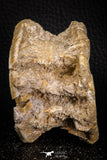 06868 - Top Beautiful 3.02 Inch Enchodus libycus Vertebra Bone Late Cretaceous