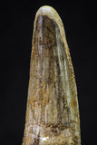 20628 - Well Preserved 2.41 Inch Spinosaurus Dinosaur Tooth Cretaceous