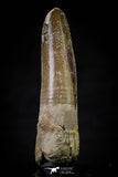 20629 - Well Preserved 2.32 Inch Spinosaurus Dinosaur Tooth Cretaceous