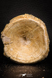 06868 - Top Beautiful 3.02 Inch Enchodus libycus Vertebra Bone Late Cretaceous