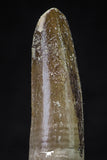 20629 - Well Preserved 2.32 Inch Spinosaurus Dinosaur Tooth Cretaceous
