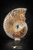 88419 - Superb Pyritized 1.76 Inch Unidentified Ammonite Lower Cretaceous