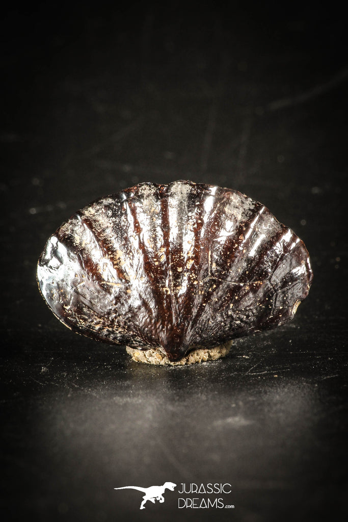 88420 - Top Rare Pyritized Unidentified Devonian Brachiopod