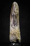 20629 - Well Preserved 2.32 Inch Spinosaurus Dinosaur Tooth Cretaceous