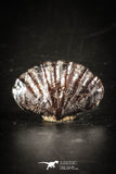 88420 - Top Rare Pyritized Unidentified Devonian Brachiopod