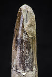 20629 - Well Preserved 2.32 Inch Spinosaurus Dinosaur Tooth Cretaceous