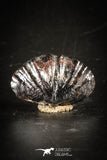 88420 - Top Rare Pyritized Unidentified Devonian Brachiopod