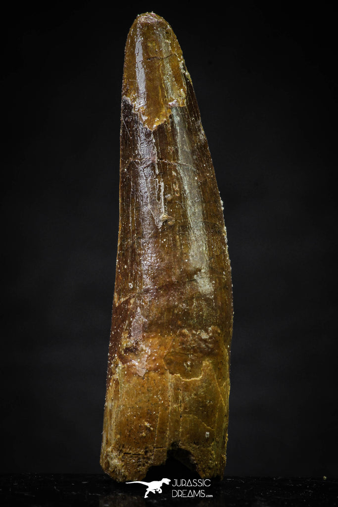 20630 - Well Preserved 2.39 Inch Spinosaurus Dinosaur Tooth Cretaceous