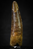 20630 - Well Preserved 2.39 Inch Spinosaurus Dinosaur Tooth Cretaceous