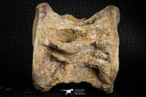 06869 - Top Beautiful 3.60 Inch Enchodus libycus Vertebra Bone Late Cretaceous