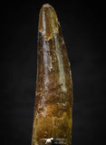 21633 - Great Collection of 15 Spinosaurus Dinosaur Teeth Cretaceous KemKem Beds