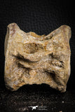 06869 - Top Beautiful 3.60 Inch Enchodus libycus Vertebra Bone Late Cretaceous