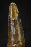 20630 - Well Preserved 2.39 Inch Spinosaurus Dinosaur Tooth Cretaceous