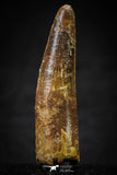 20630 - Well Preserved 2.39 Inch Spinosaurus Dinosaur Tooth Cretaceous