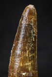 20630 - Well Preserved 2.39 Inch Spinosaurus Dinosaur Tooth Cretaceous