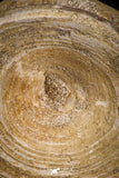 06869 - Top Beautiful 3.60 Inch Enchodus libycus Vertebra Bone Late Cretaceous