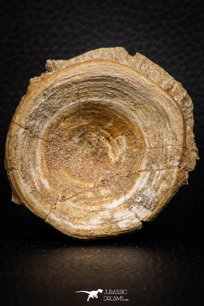 06870 - Top Beautiful 2.30 Inch Enchodus libycus Vertebra Bone Late Cretaceous