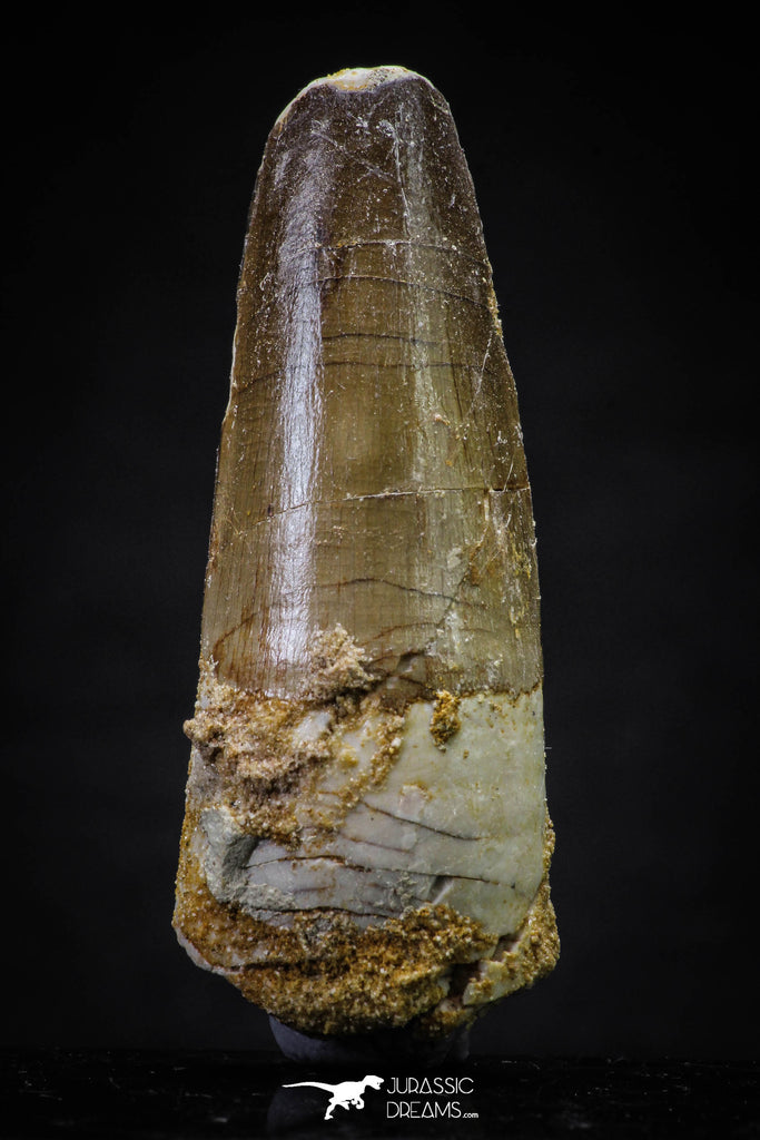 20631 - Well Preserved 2.24 Inch Spinosaurus Dinosaur Tooth Cretaceous