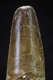20631 - Well Preserved 2.24 Inch Spinosaurus Dinosaur Tooth Cretaceous