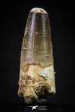 20631 - Well Preserved 2.24 Inch Spinosaurus Dinosaur Tooth Cretaceous