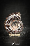 88425 - Superb Pyritized 0.49 Inch Unidentified Ammonite Lower Cretaceous