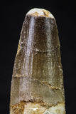 20631 - Well Preserved 2.24 Inch Spinosaurus Dinosaur Tooth Cretaceous